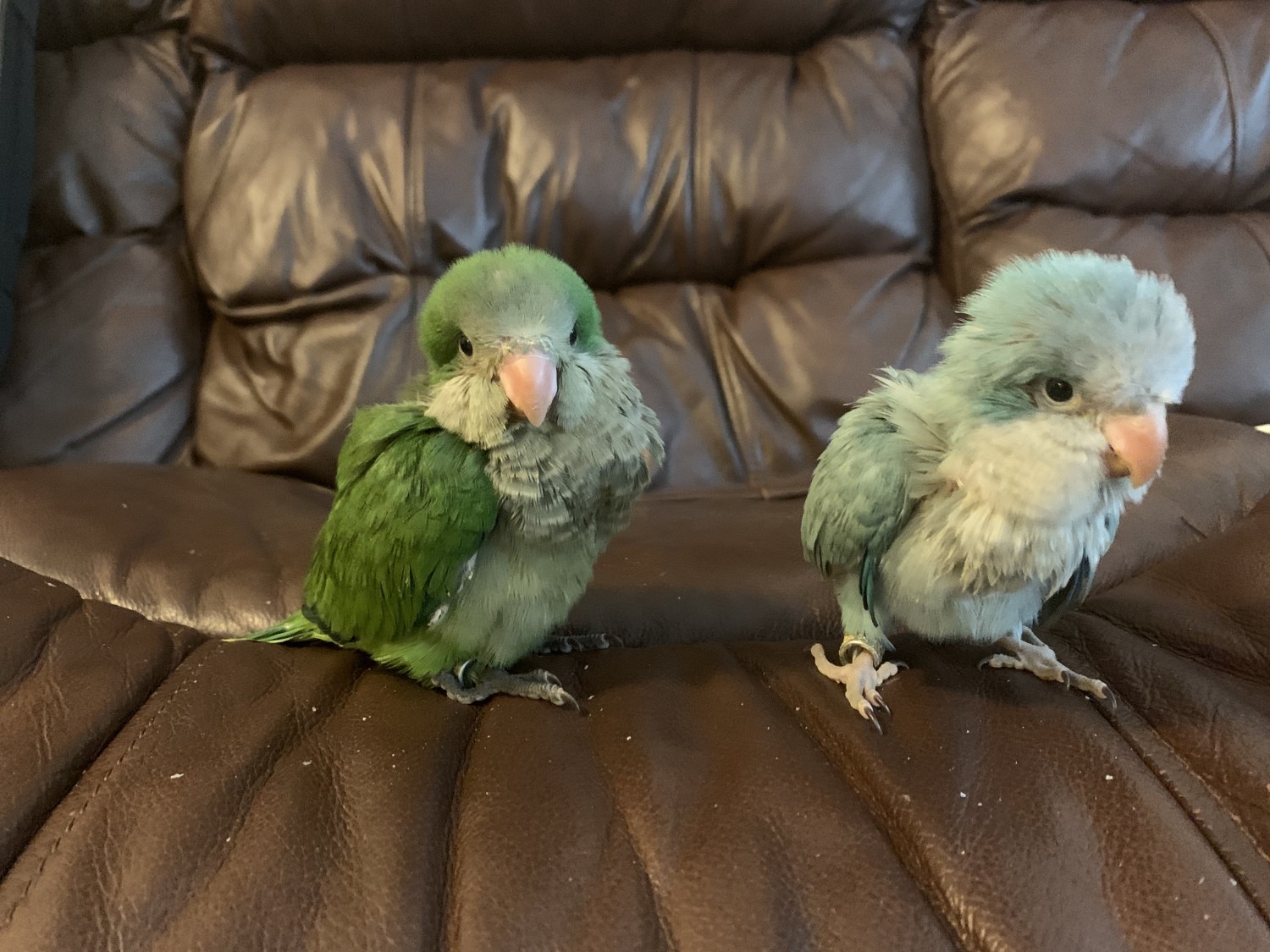 quaker parrots for sale