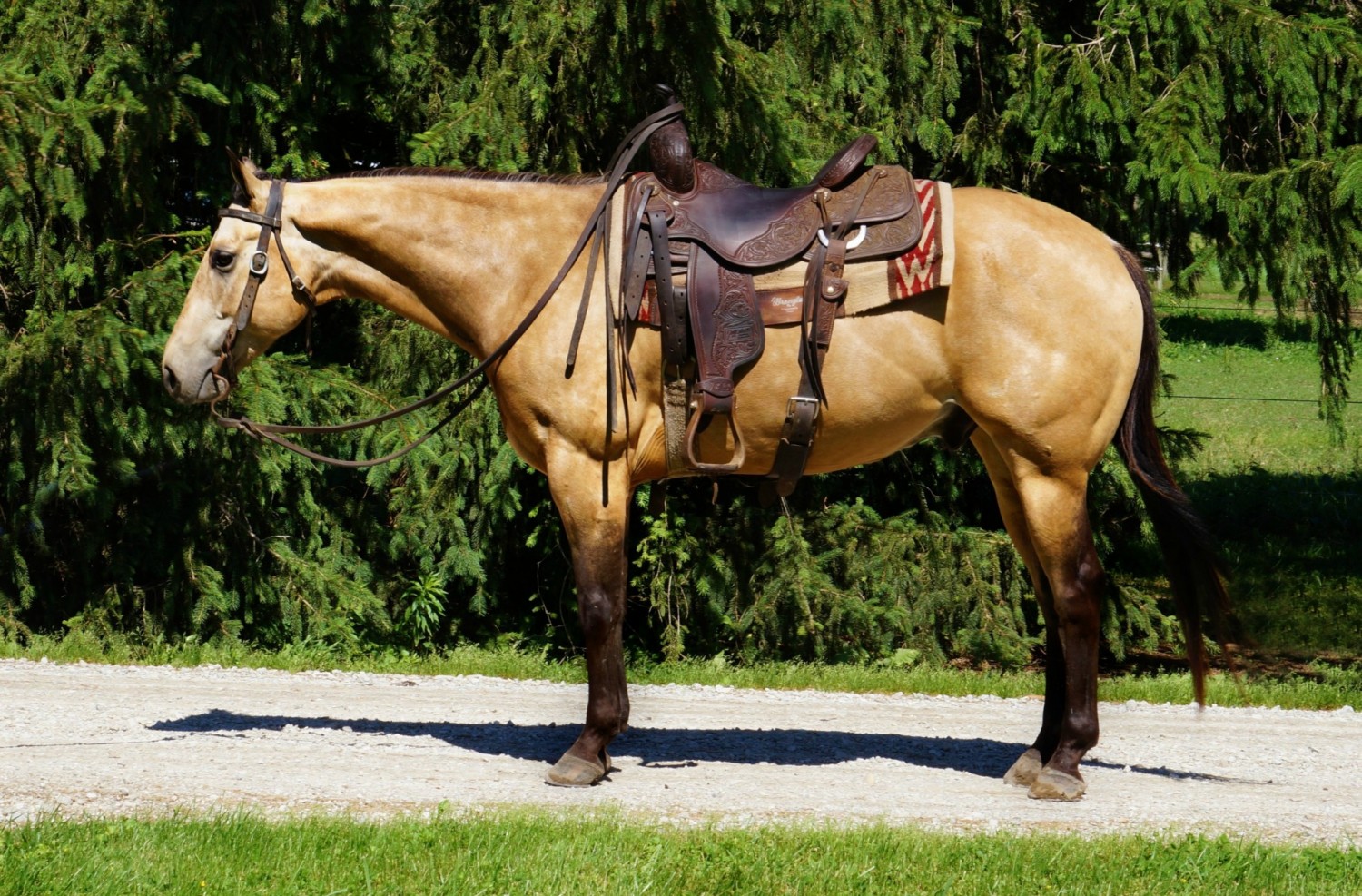 quarter horses for sales