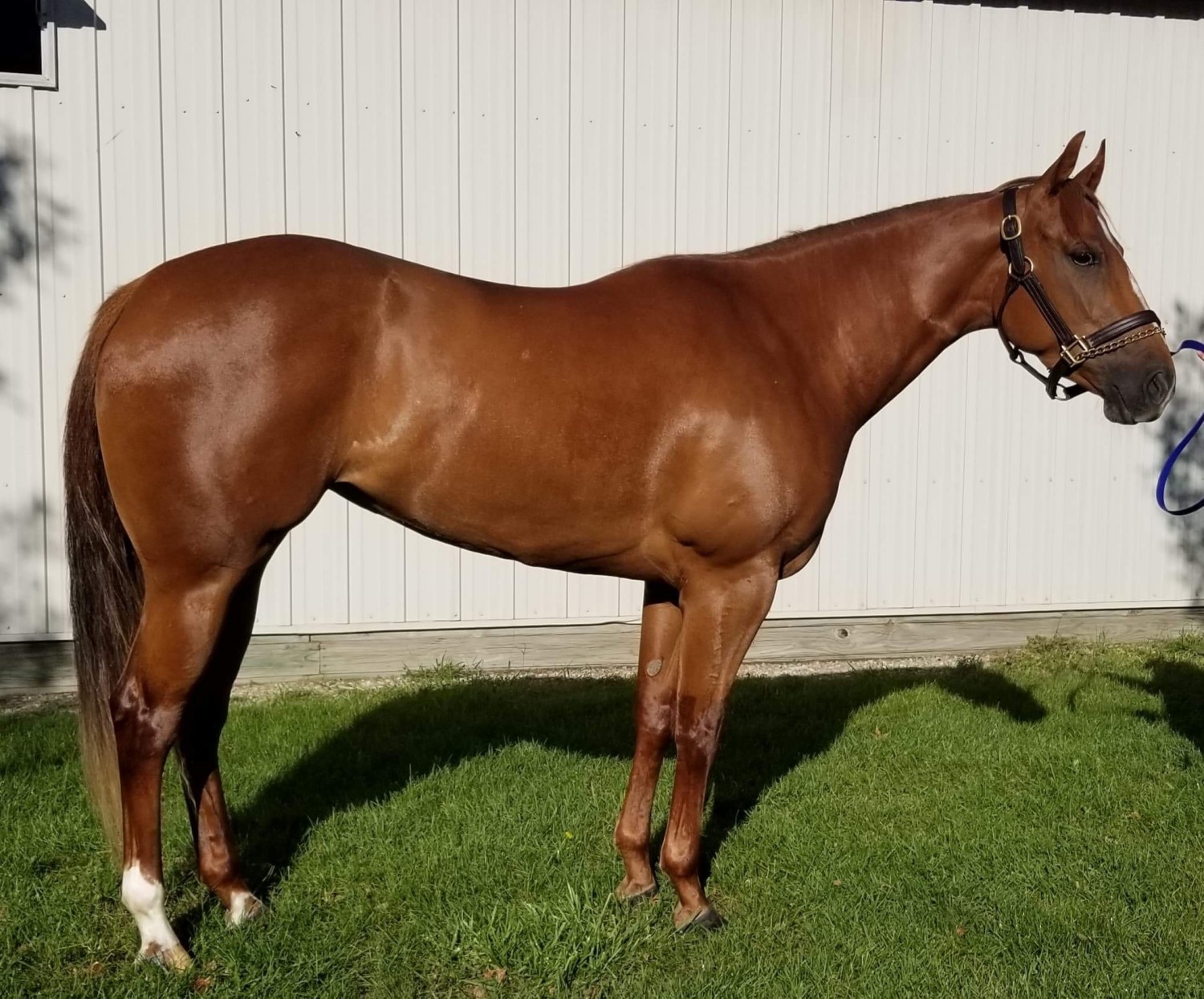 Quarter Horse Horses For Sale Arlington, TN 325338