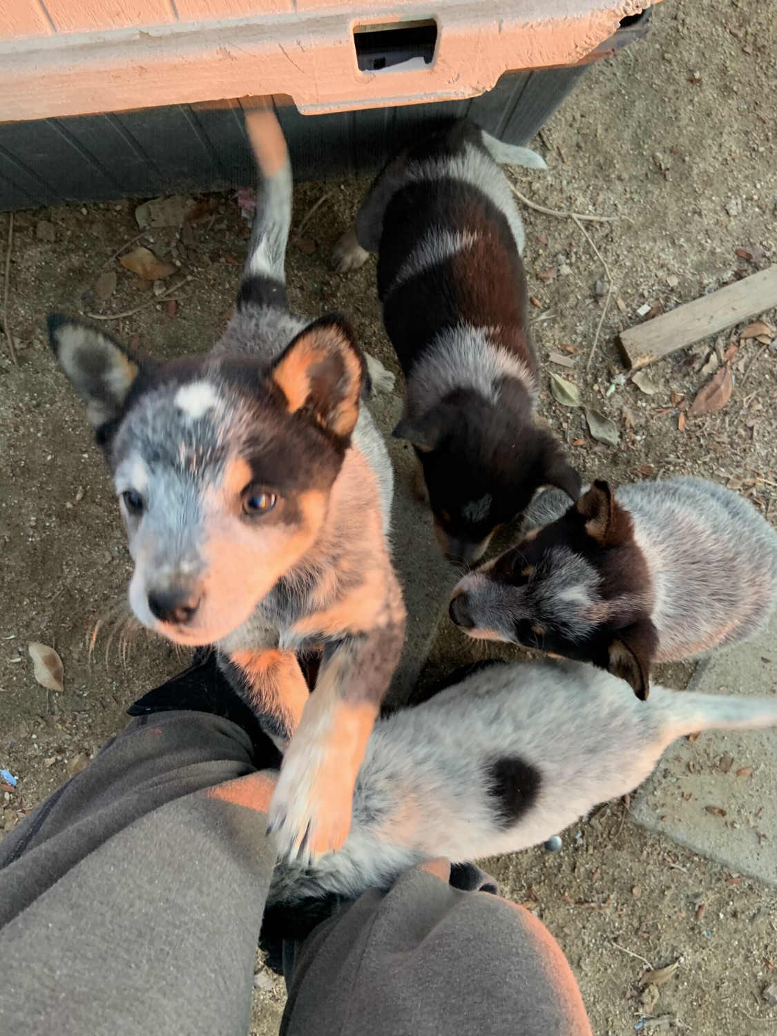 Queensland Heeler Puppies For Sale Temecula, CA 315910