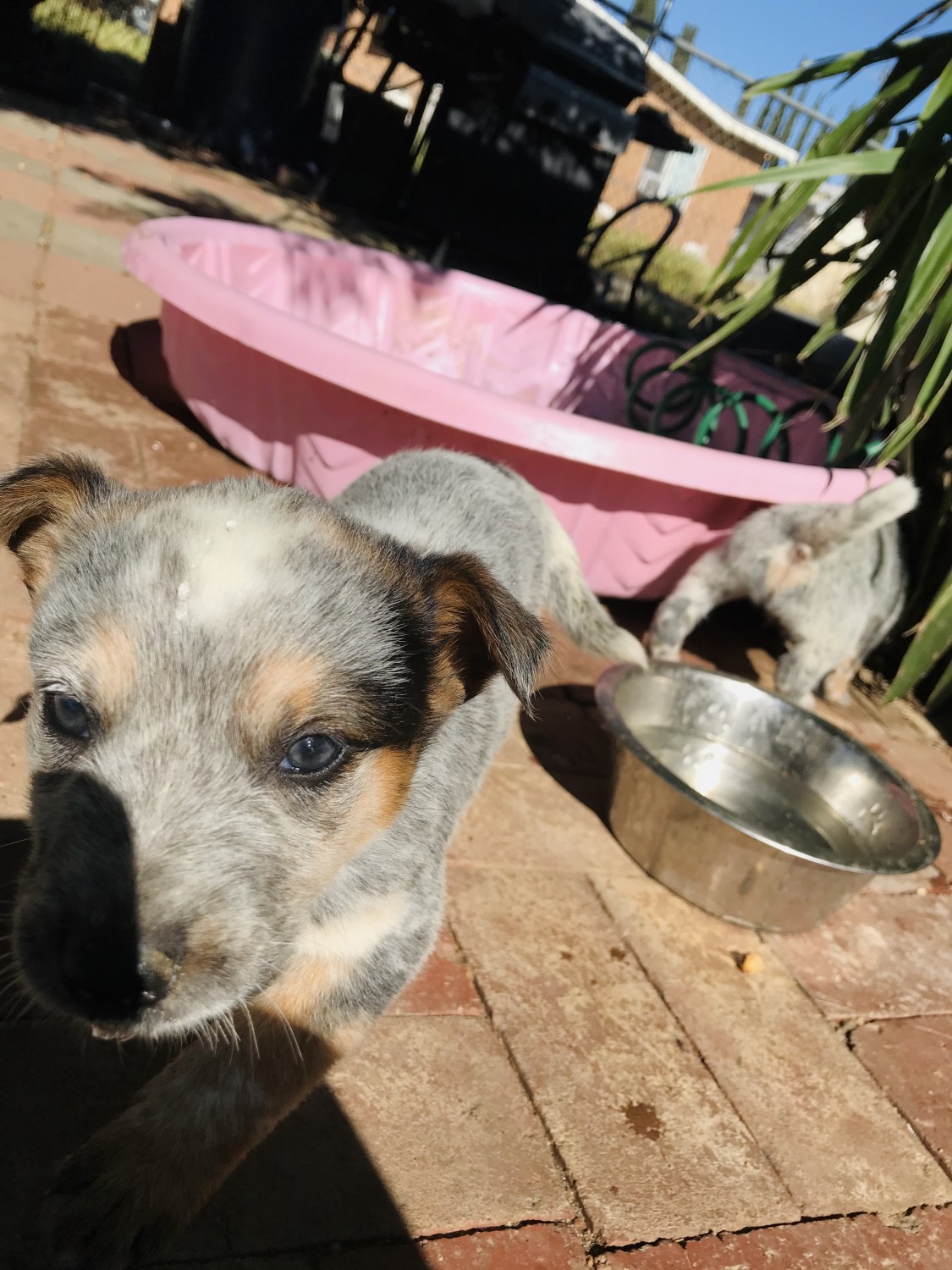 Queensland Heeler Puppies For Sale Redmaple Street, CA