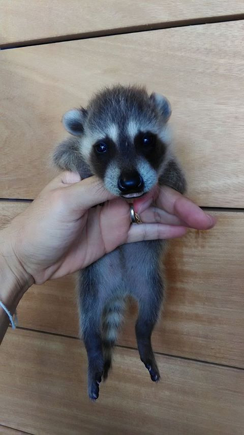 raccoon 636253