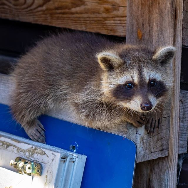 Raccoon Animals For Sale | St. Louis, MO #290464 | Petzlover