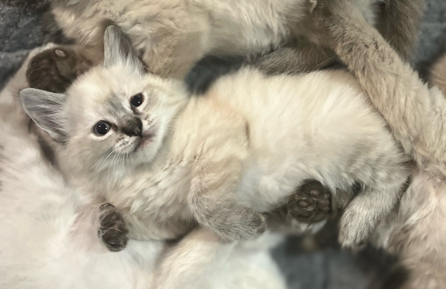 Ragdoll Cats For Sale Tulsa, OK 419224 Petzlover