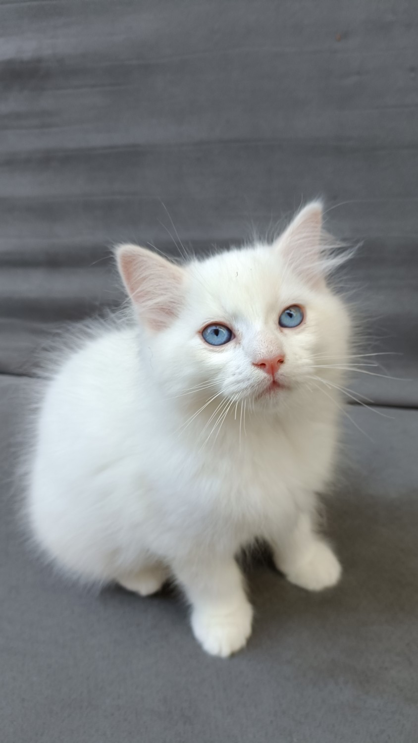 Ragdoll Cats For Sale Vancouver, WA 461644 Petzlover