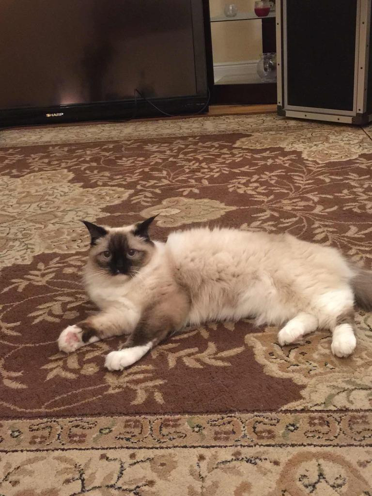 Ragdoll Cats For Sale Chicago, IL 91552 Petzlover