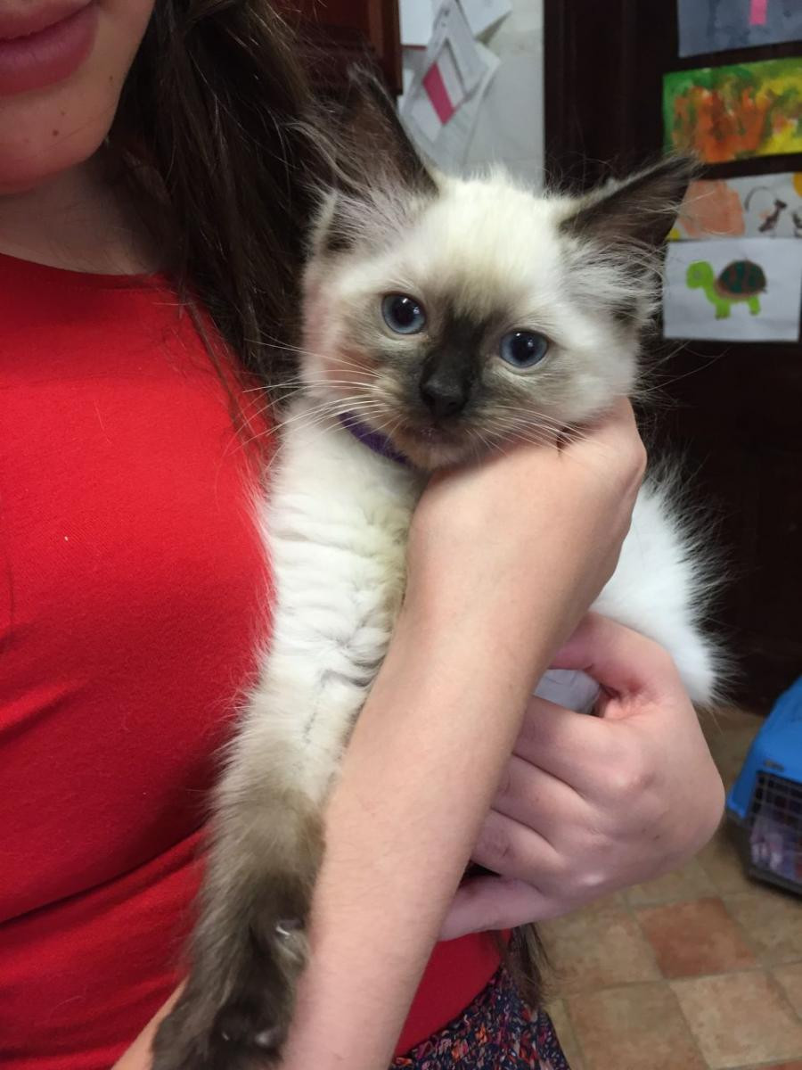 "Ragdoll" Cats For Sale | Madison, WI #92702 | Petzlover