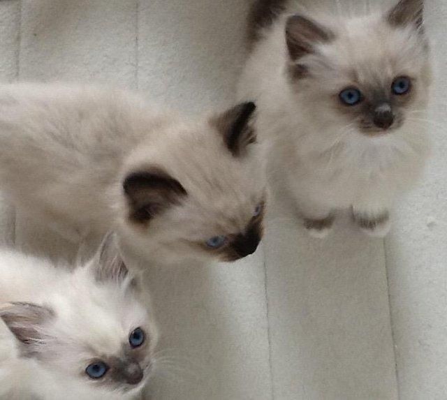 "Ragdoll" Cats For Sale Huntsville, AL 153545 Petzlover