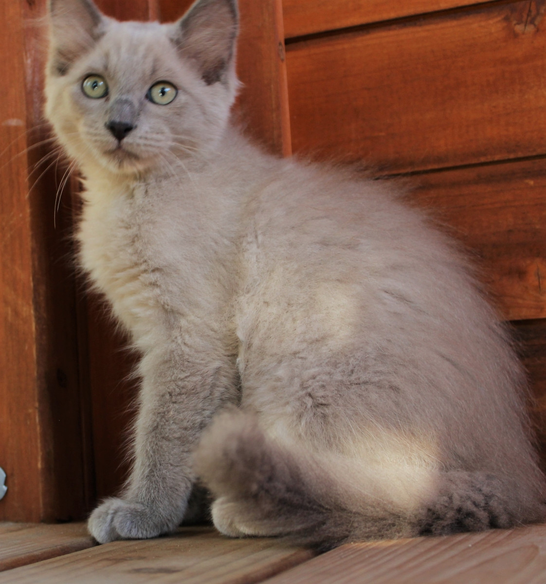 Ragdoll Cats For Sale Escondido, CA 162626 Petzlover