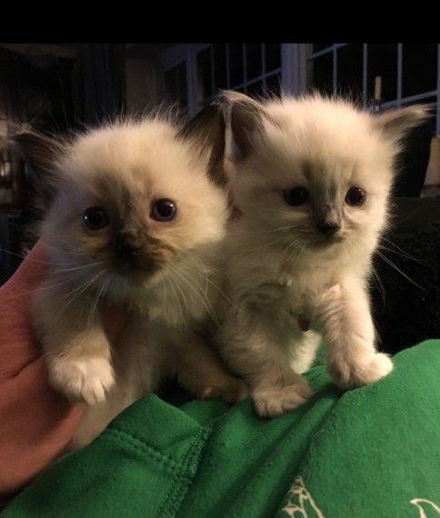 40 Best Photos Ragdoll Kittens For Sale Nj / Beautiful Blue Eyed Ragdoll Kittens TICA reg. for Sale in ...