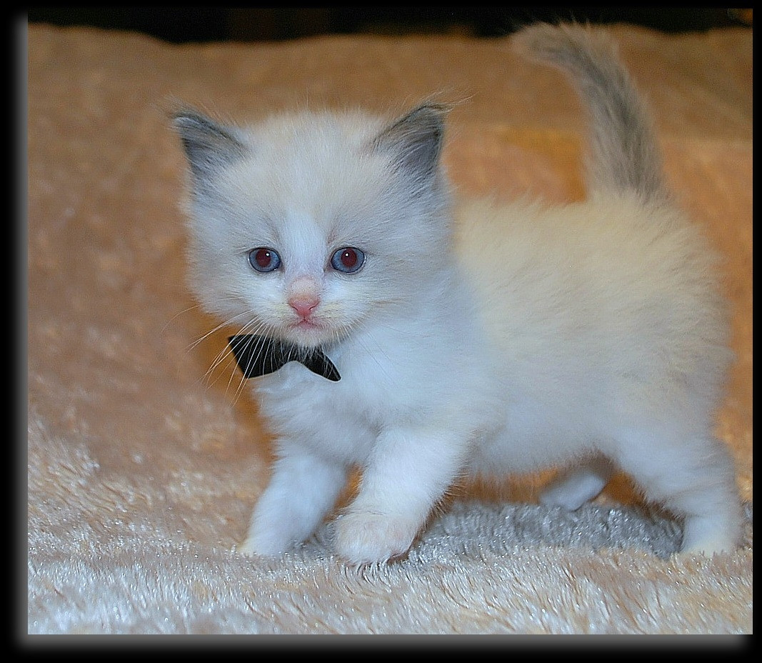 Ragdoll Cats For Sale Virginia Beach, VA 223944