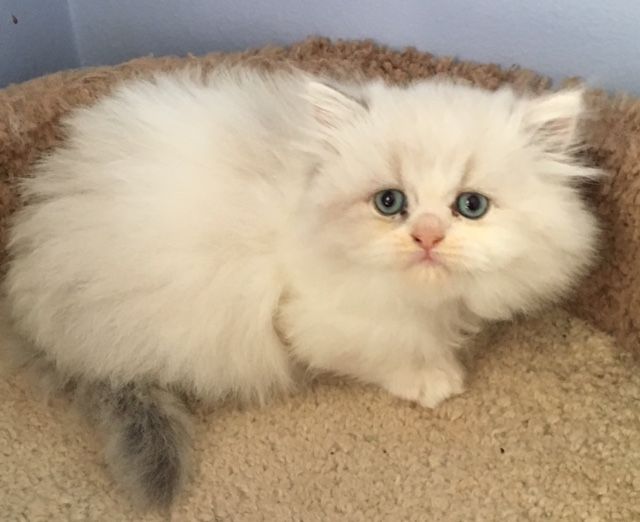 Ragdoll Cats For Sale Rochester Hills, MI 225312