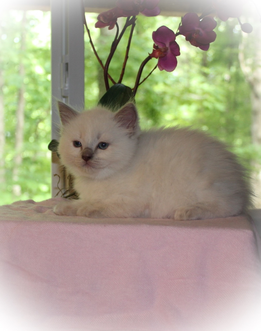 Ragdoll Cats For Sale Farmville, VA 226125 Petzlover