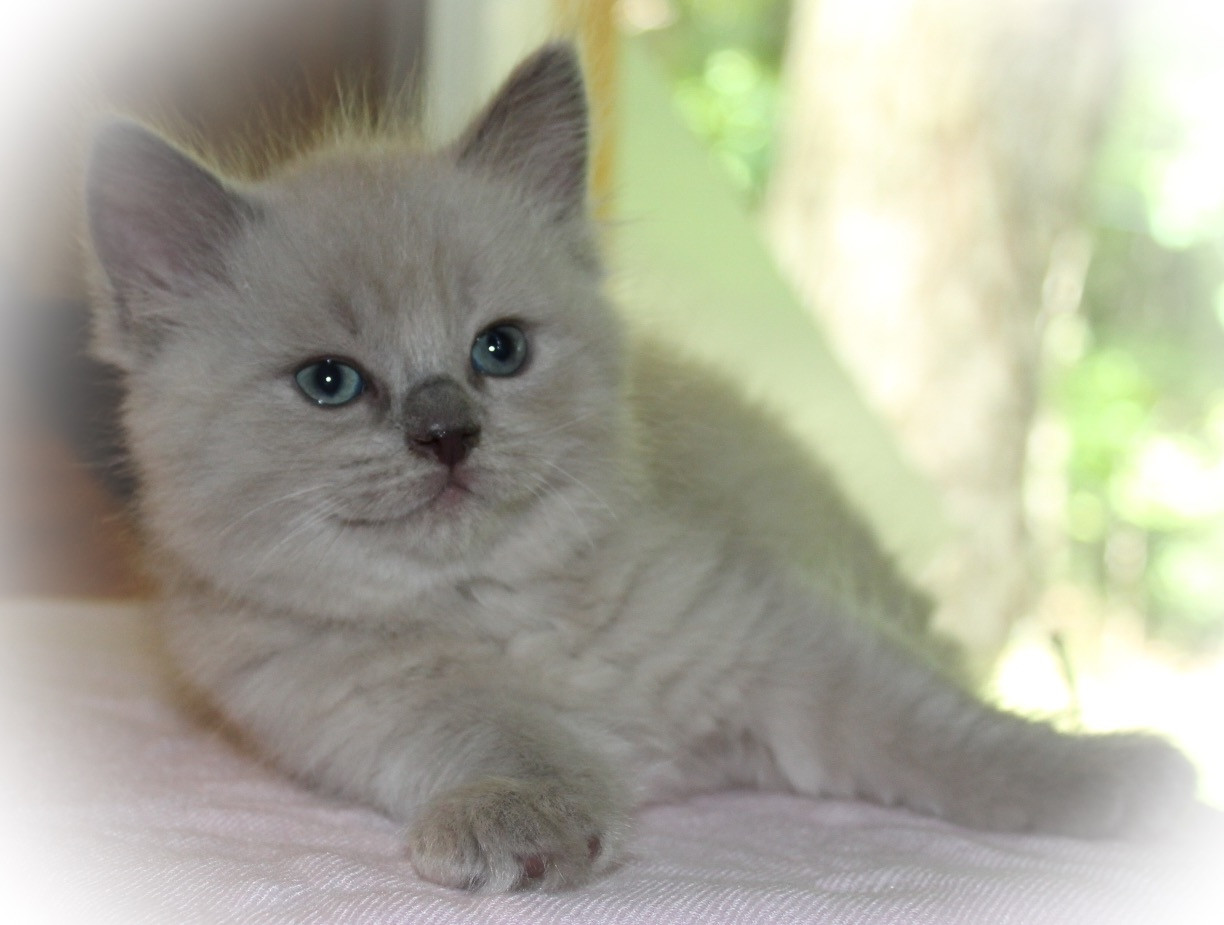 Ragdoll Cats For Sale Farmville, VA 226127 Petzlover