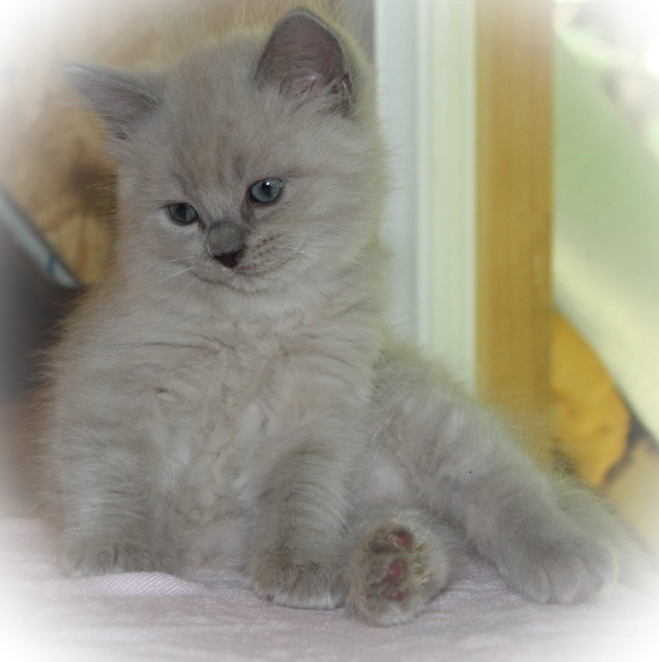 Ragdoll Cats For Sale Farmville, VA 226127 Petzlover