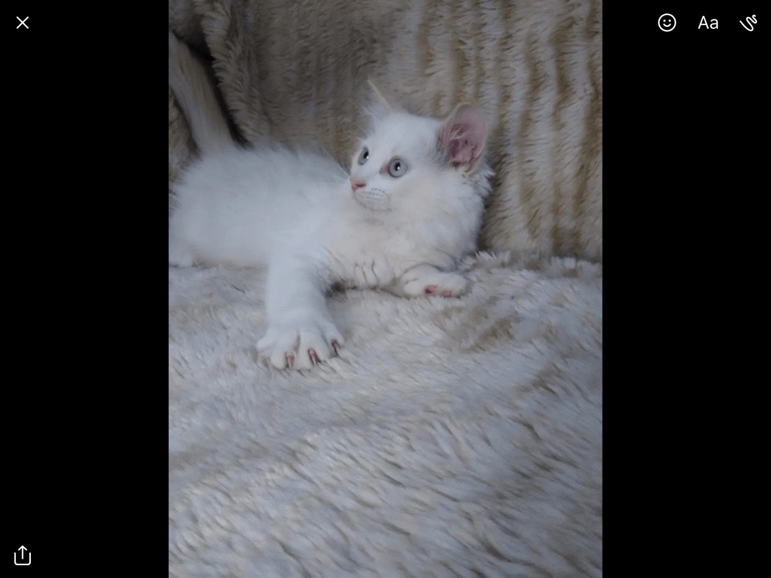 Ragdoll Cats For Sale Mulliken, MI 237349 Petzlover