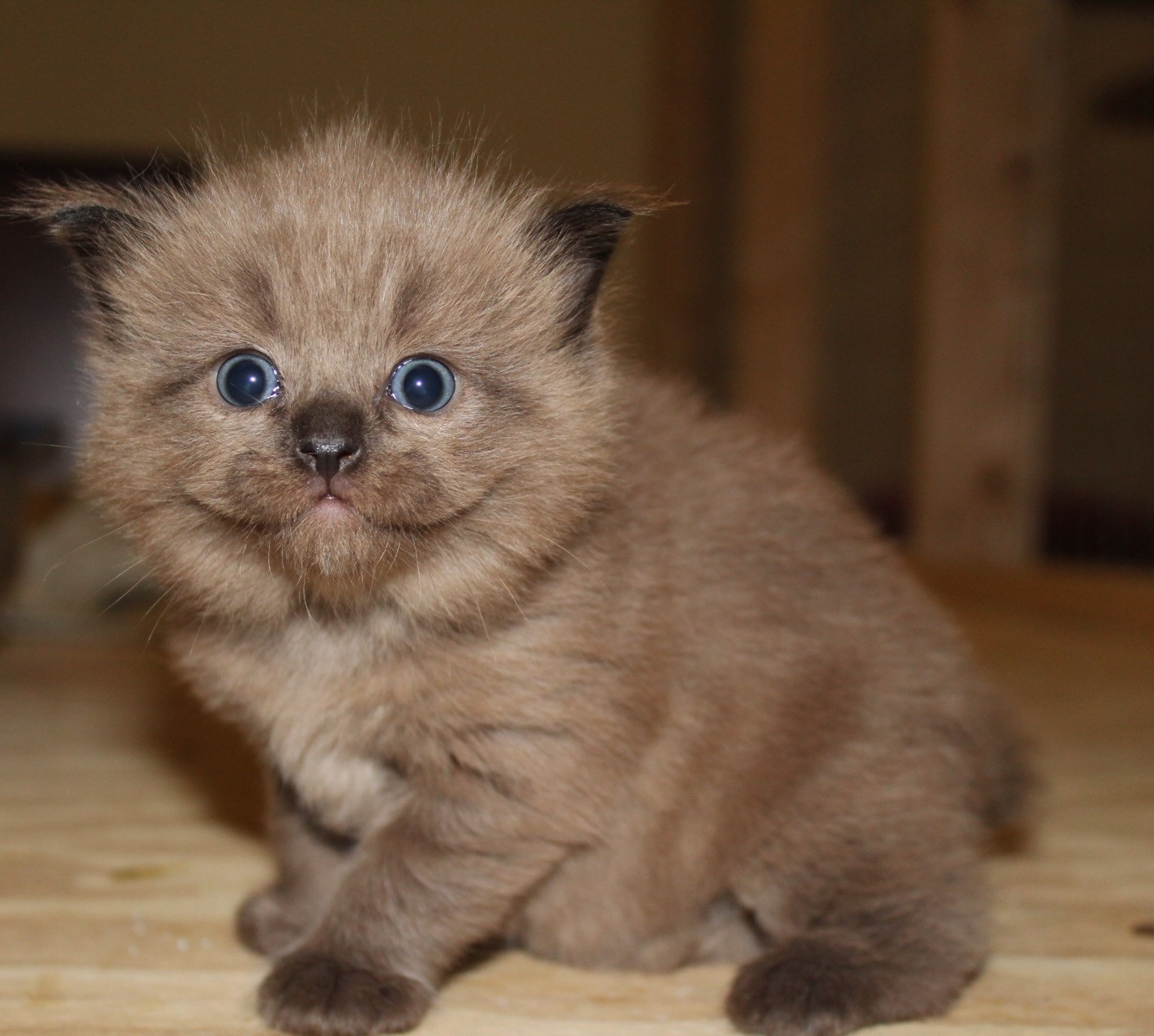 Ragdoll Cats For Sale Farmville, VA 234395 Petzlover