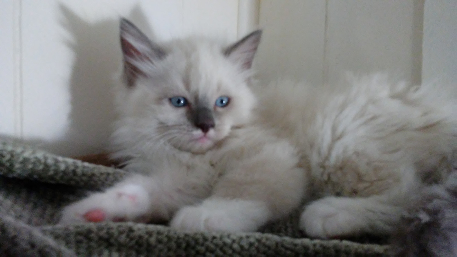 Ragdoll Cats For Sale Florence, KY 242813 Petzlover