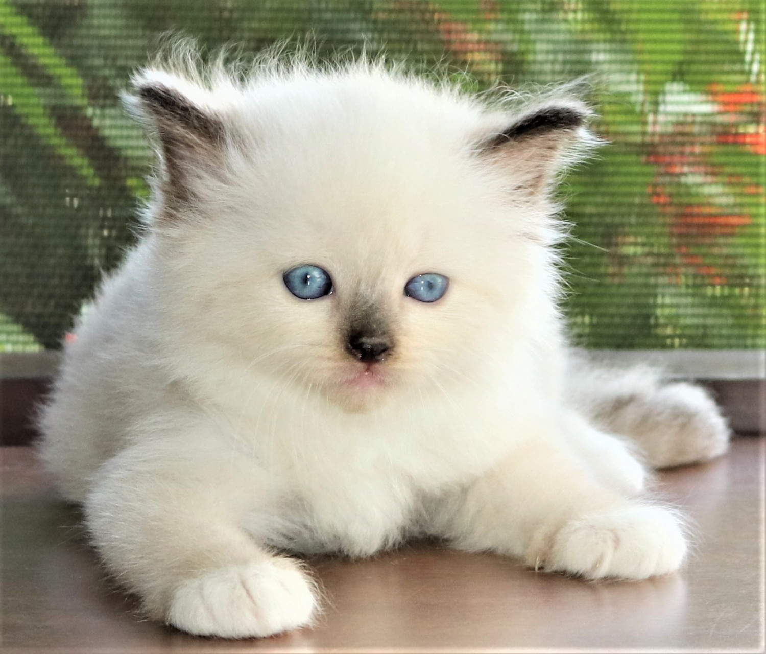 are ragdoll cats nocturnal