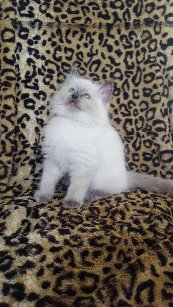 Ragdoll Cats For Sale Alabama Avenue Southeast, DC 247738