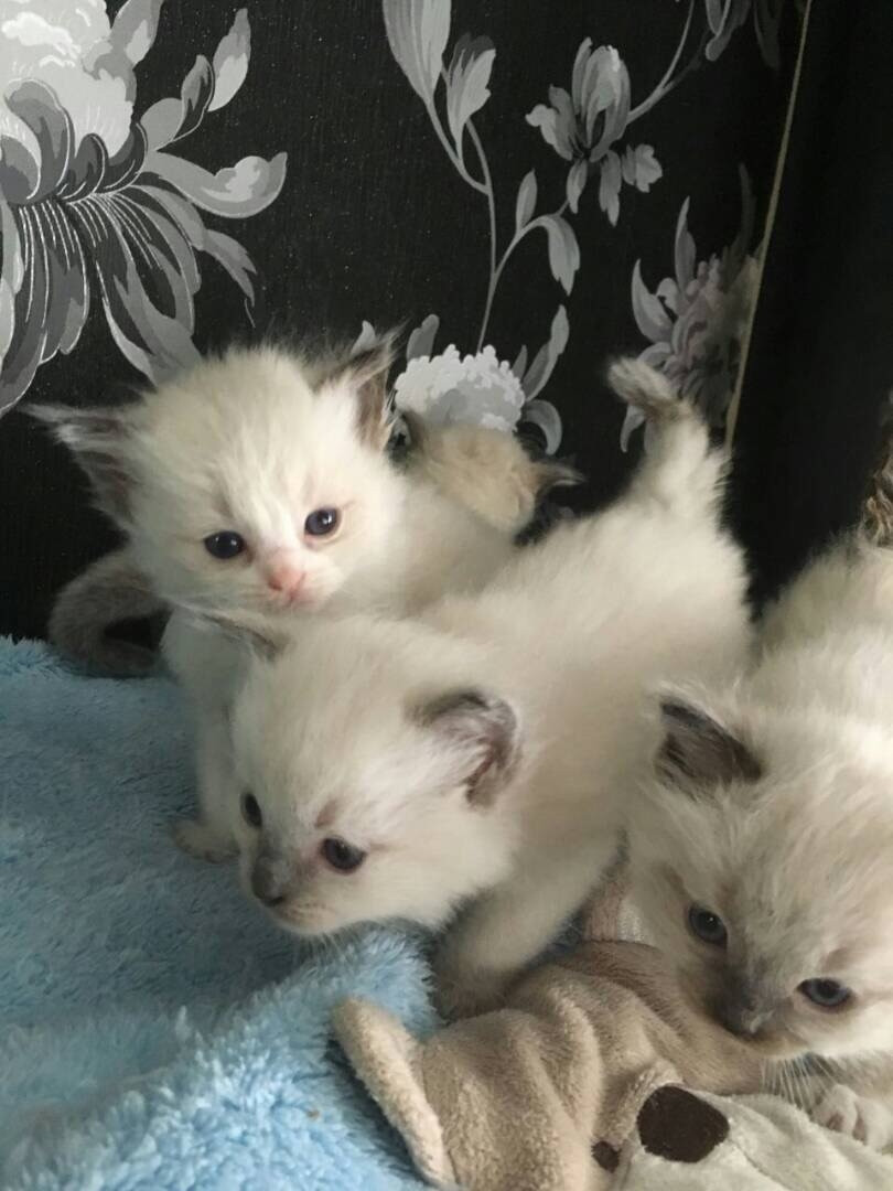 Ragdoll Cats For Sale Alabama Avenue Southeast, DC 247738