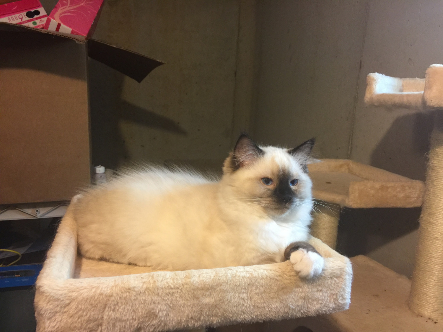 Ragdoll Cats For Sale Allentown, PA 249893 Petzlover