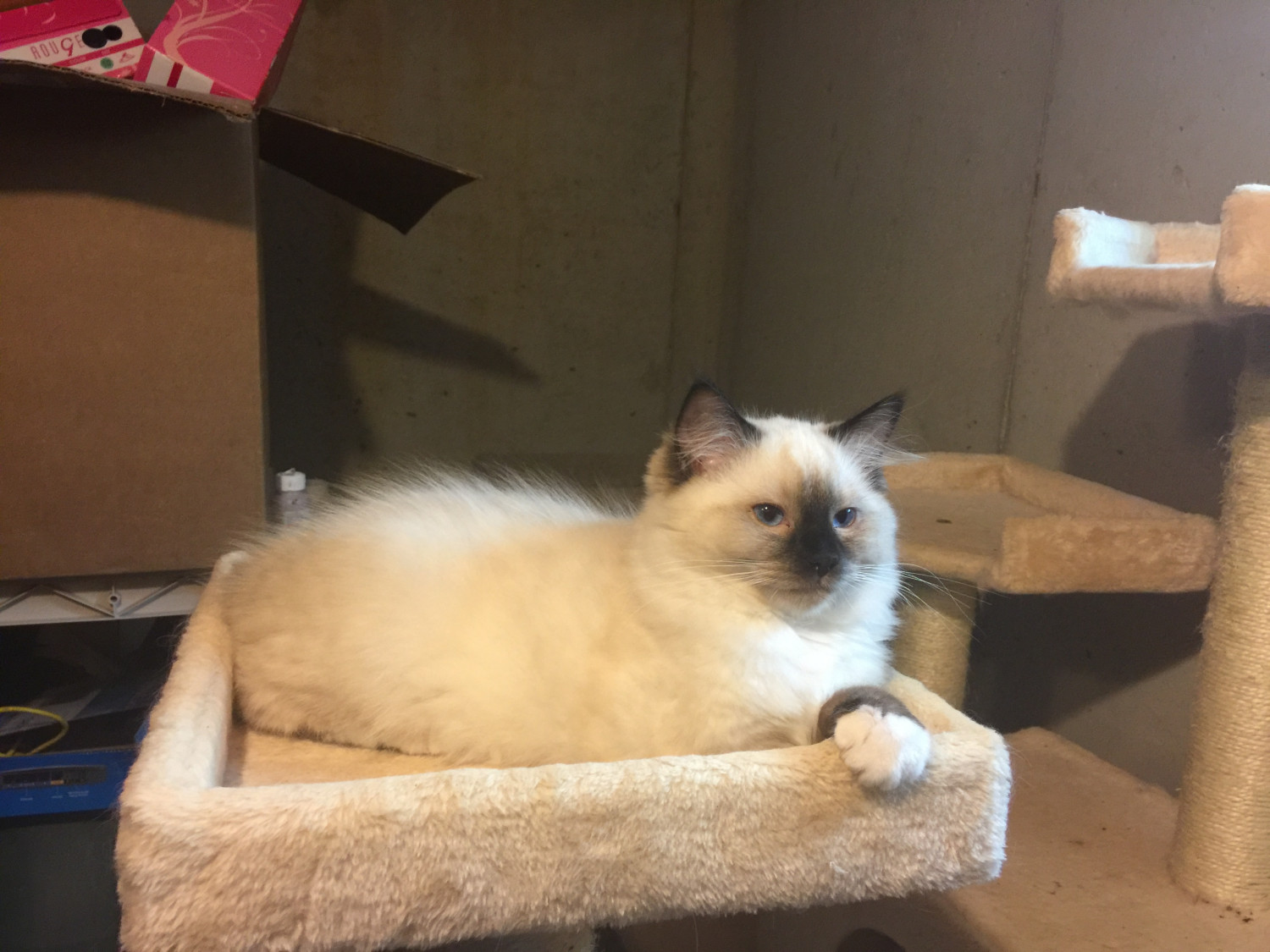 Ragdoll Cats For Sale | Allentown, PA #249893 | Petzlover