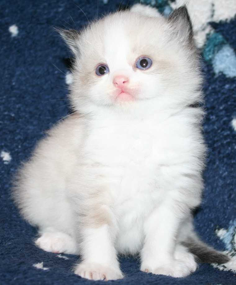 "Ragdoll" Cats For Sale Tulsa, OK 267551 Petzlover