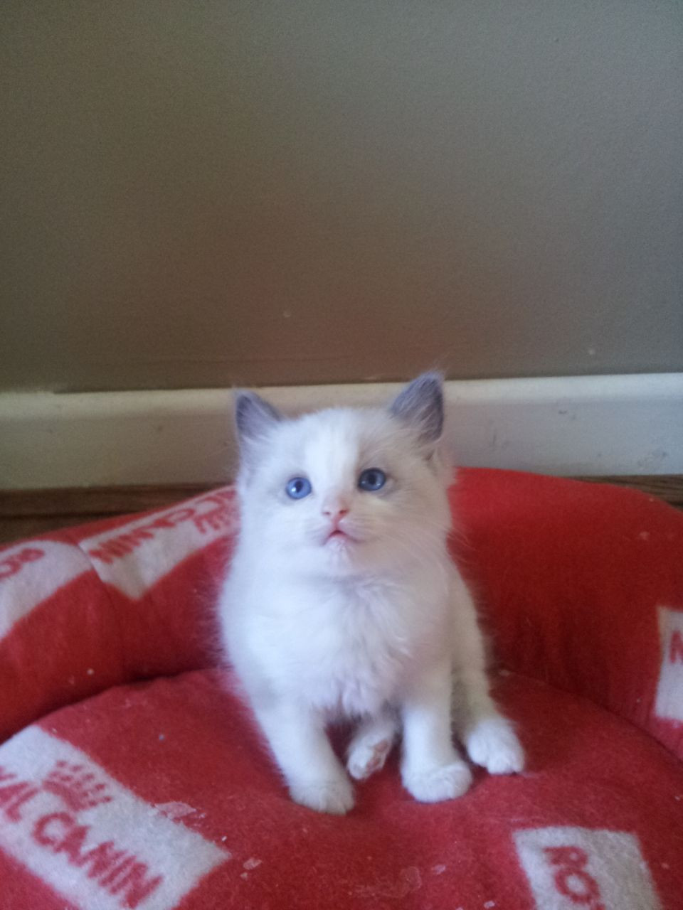 "Ragdoll" Cats For Sale Tulsa, OK 267551 Petzlover