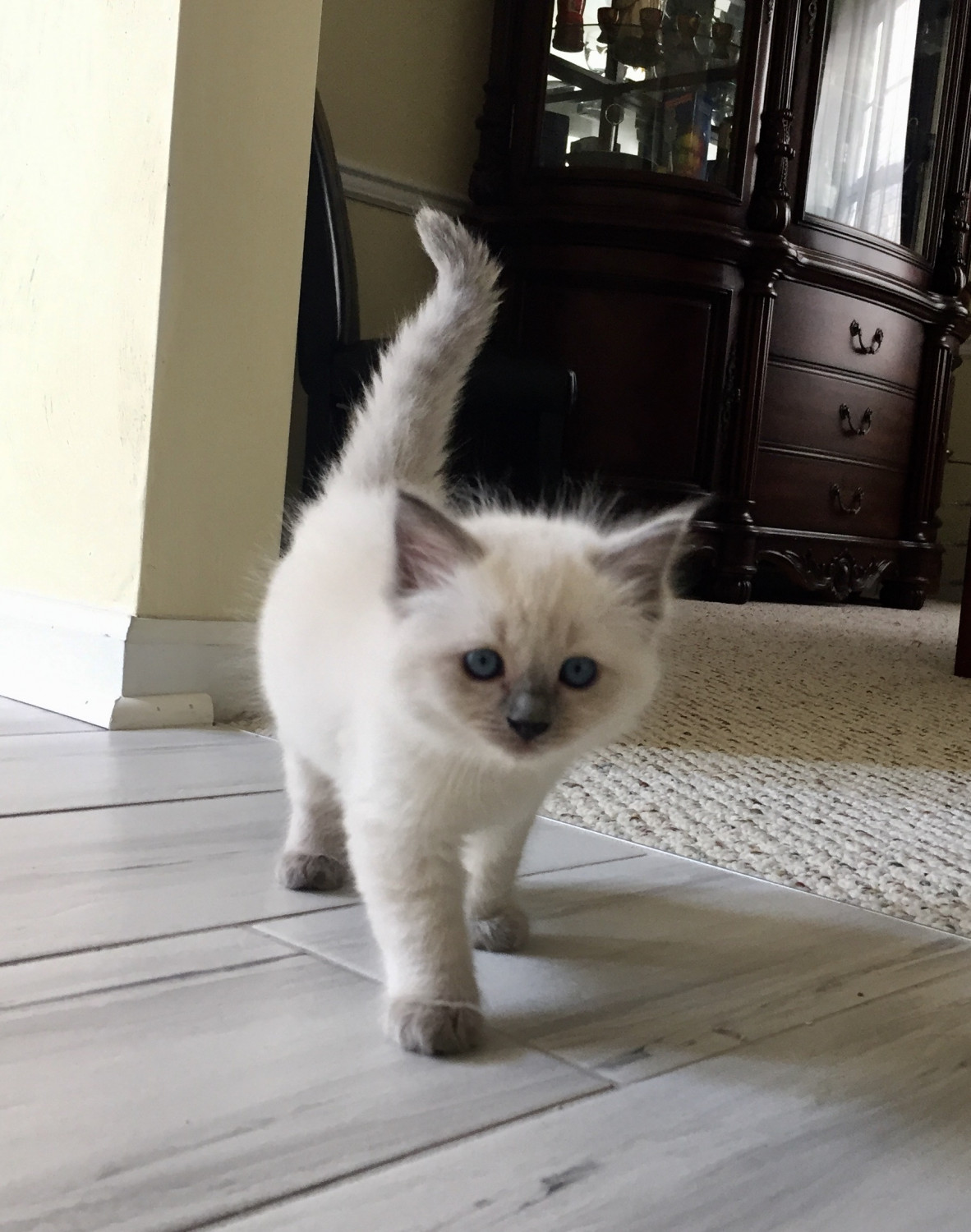 Ragdoll Cats For Sale Virginia Beach, VA 279326