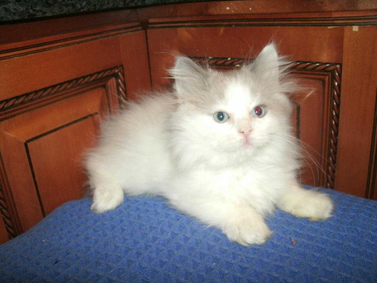 Ragdoll Cats For Sale Spring Mill, KY 288426 Petzlover