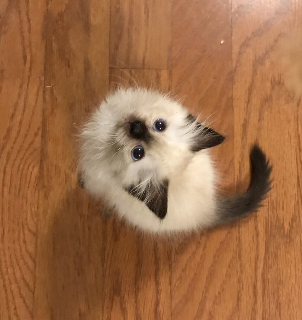 Ragdoll Cats For Sale Hattiesburg, MS 300045 Petzlover