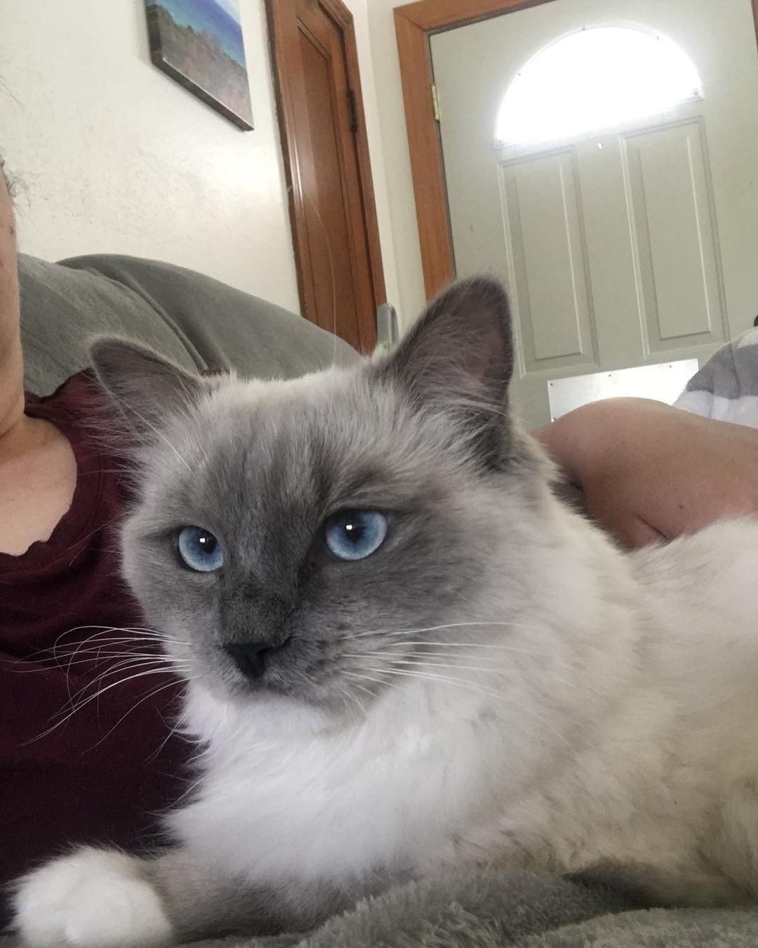 Ragdoll Kittens For Sale In West Michigan Ragdoll Cats For Sale