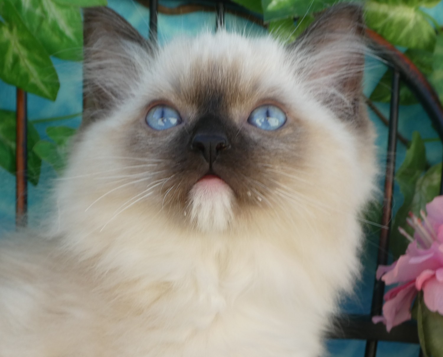 Ragdoll Cats For Sale East Earl, PA 309742 Petzlover