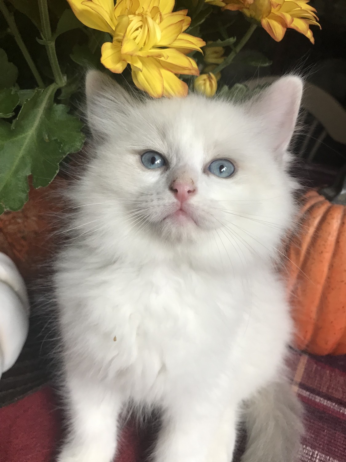 Ragdoll Cats For Sale Newport, WA 310353 Petzlover