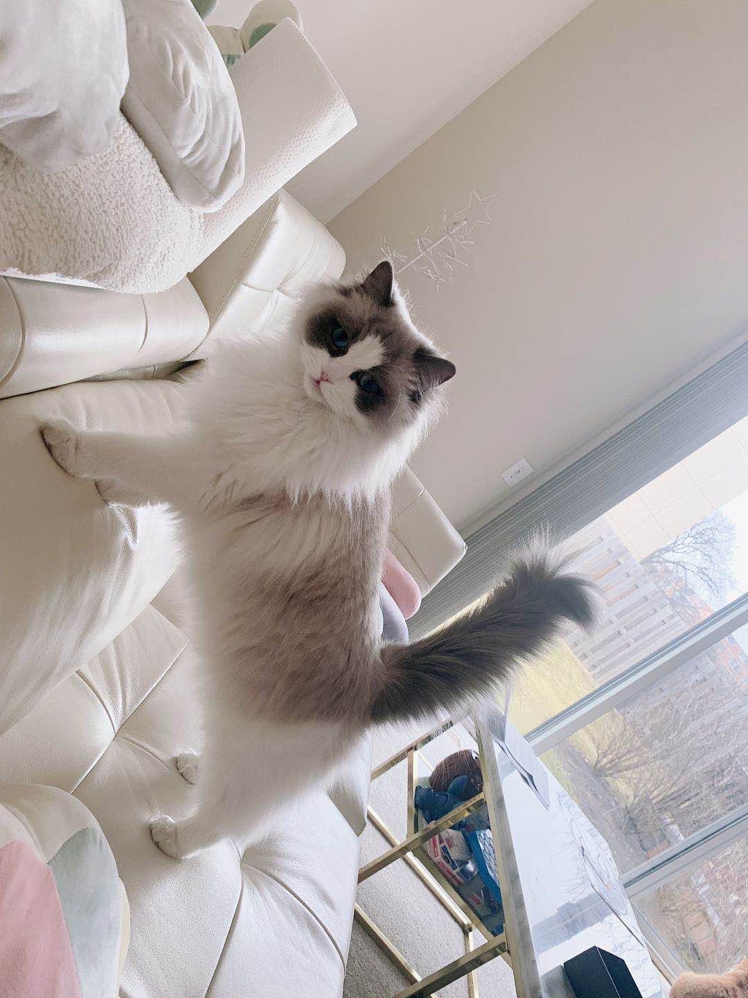 Ragdoll Cats For Sale Chicago, IL 332201 Petzlover