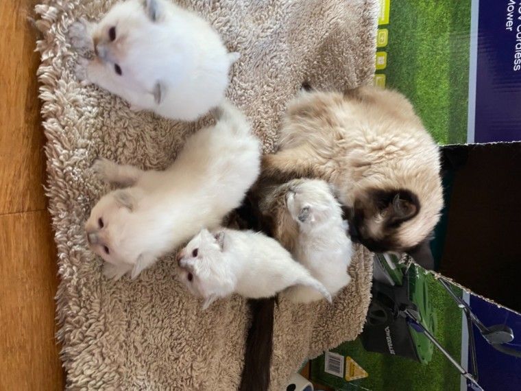 Ragdoll Cats For Sale Minneapolis, MN 355447 Petzlover