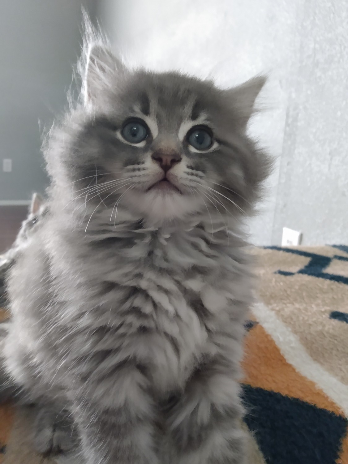 Ragdoll Cats For Sale London, AR 356006 Petzlover