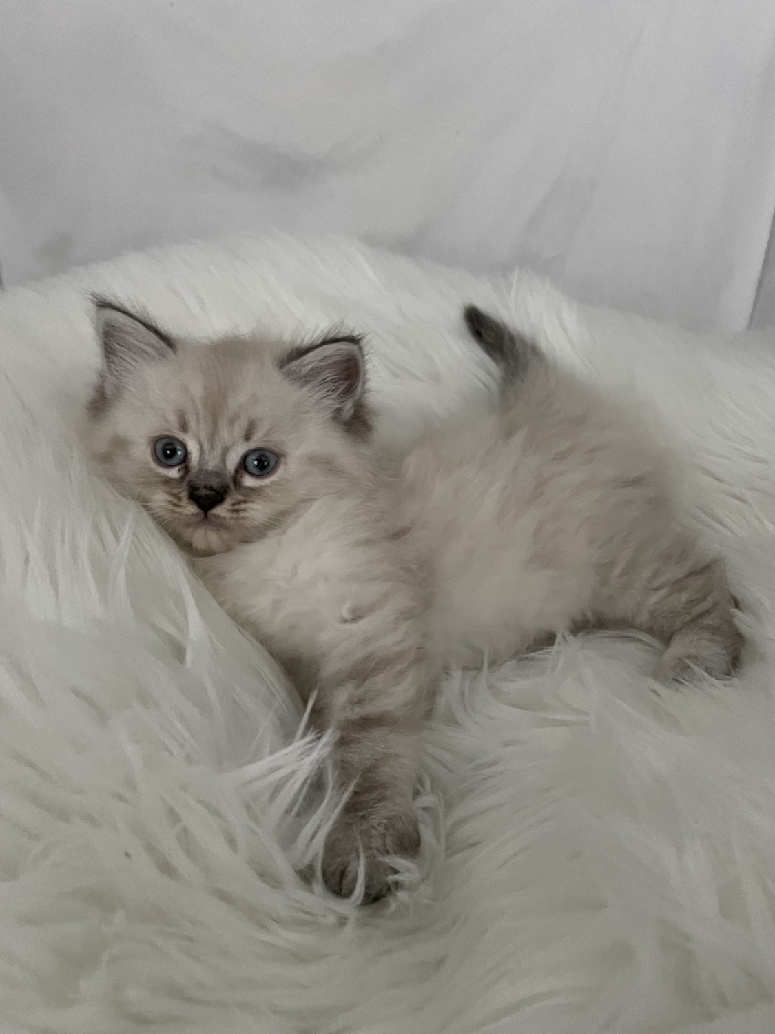 Ragdoll Cats For Sale Chula Vista, CA 358077 Petzlover