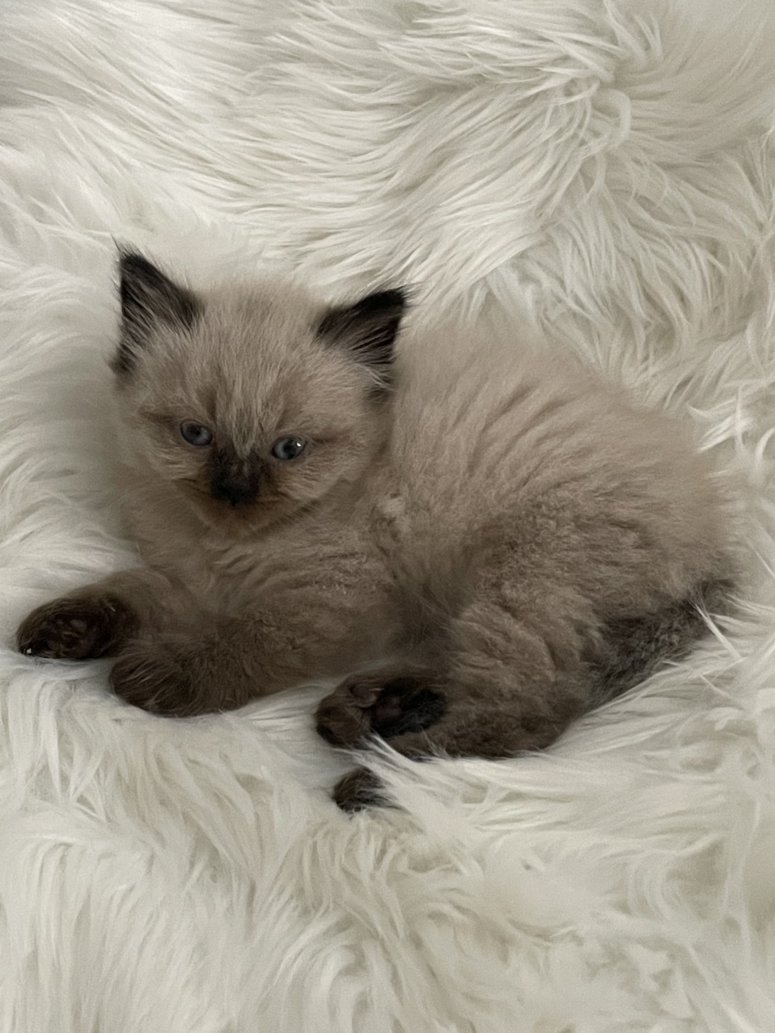 Ragdoll Cats For Sale Chula Vista, CA 358077 Petzlover