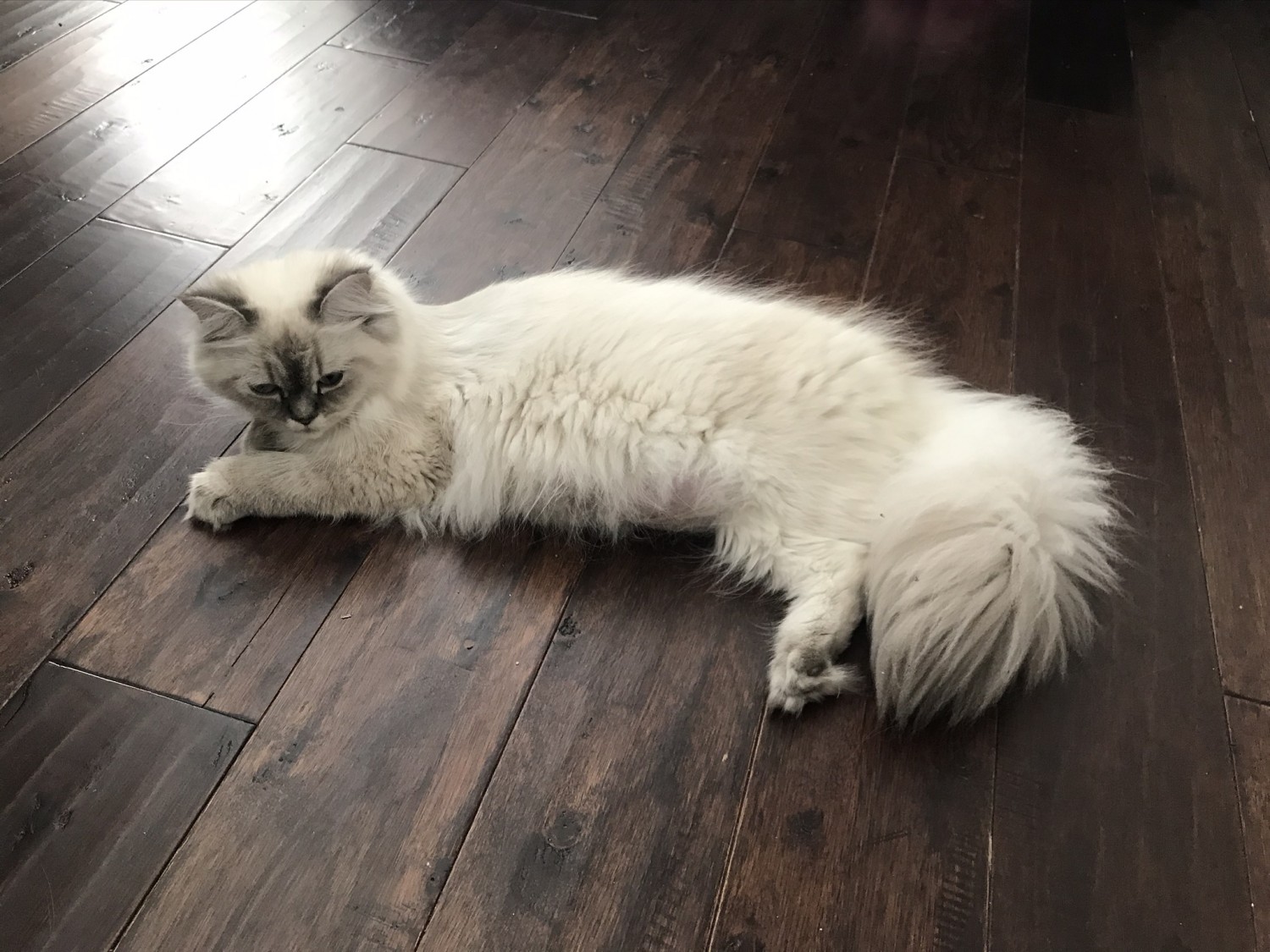 Ragdoll Cats For Sale Chula Vista, CA 358077 Petzlover