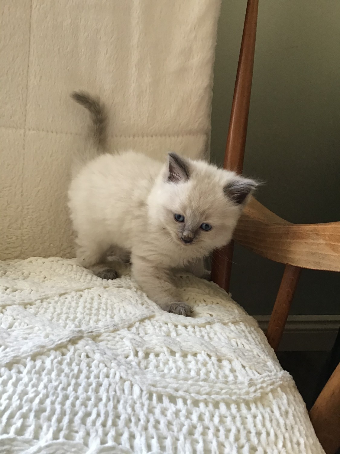 Ragdoll Cats For Sale Hanover, PA 362708 Petzlover