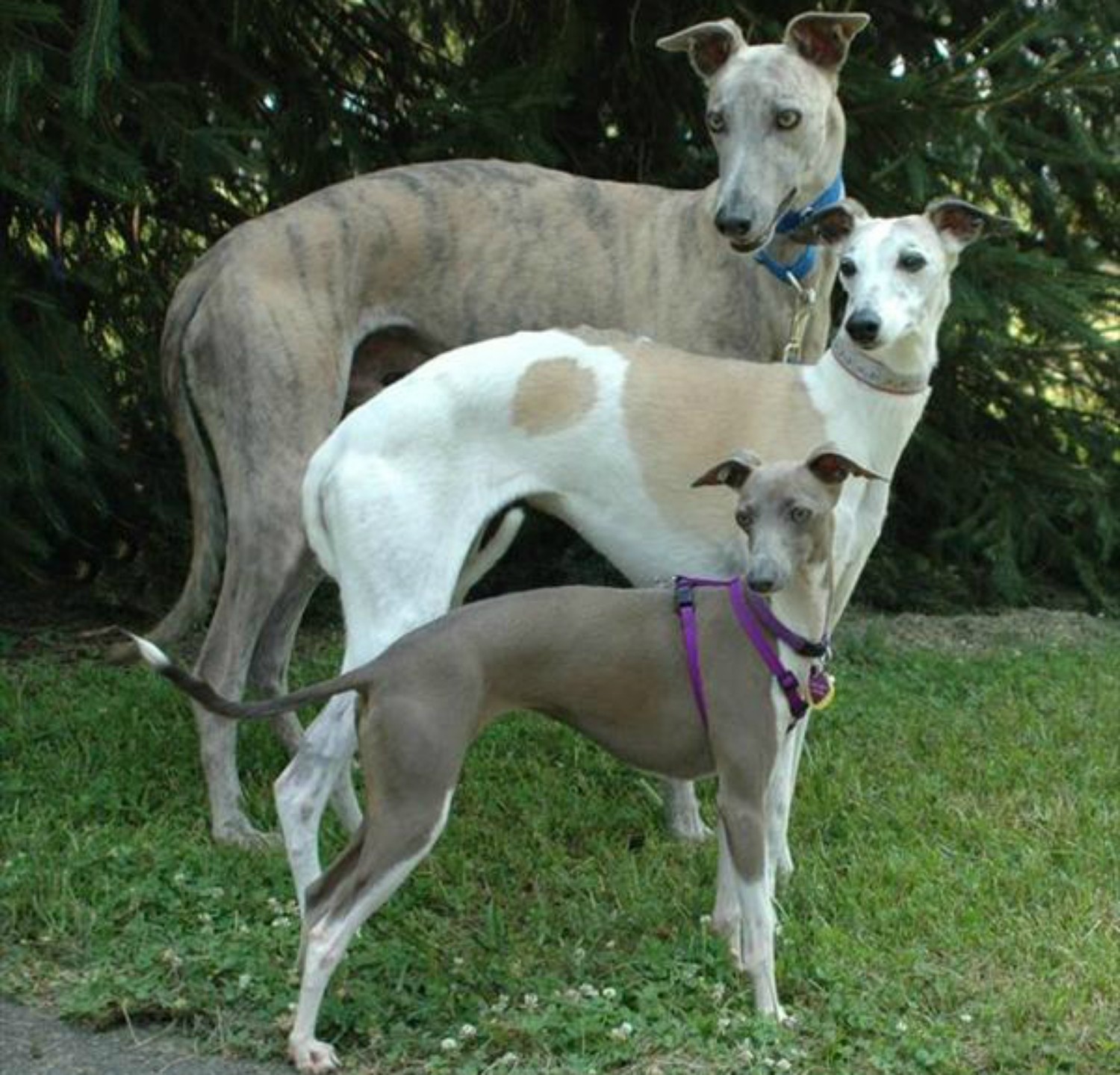 Rampur Greyhound Dog Breed Information Images Characteristics Health