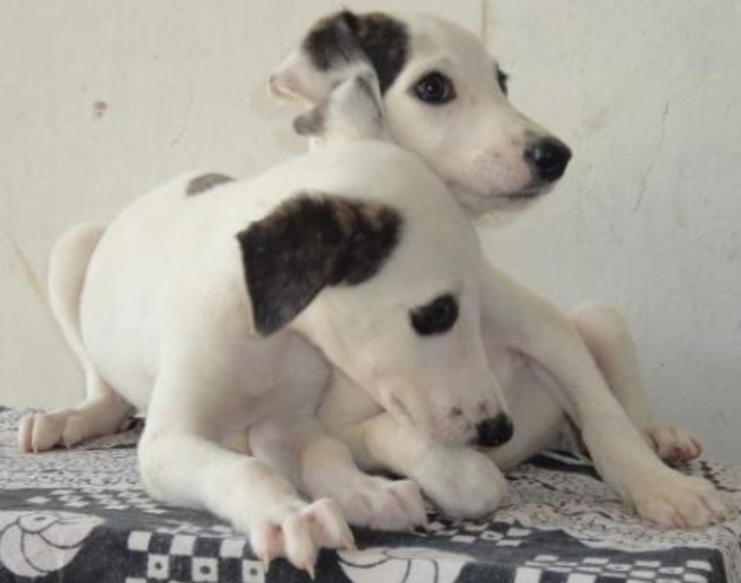Rampur Greyhound Dog Breed Information Images Characteristics Health