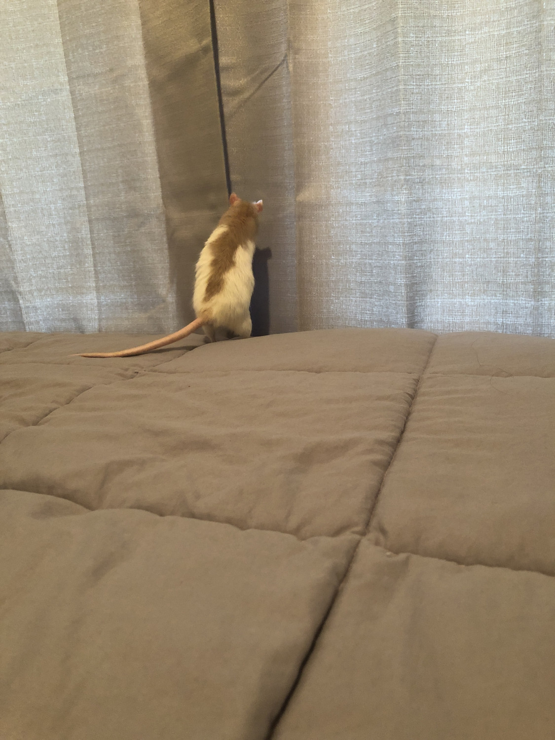 Rat Rodents For Sale San Antonio, TX 303099 Petzlover