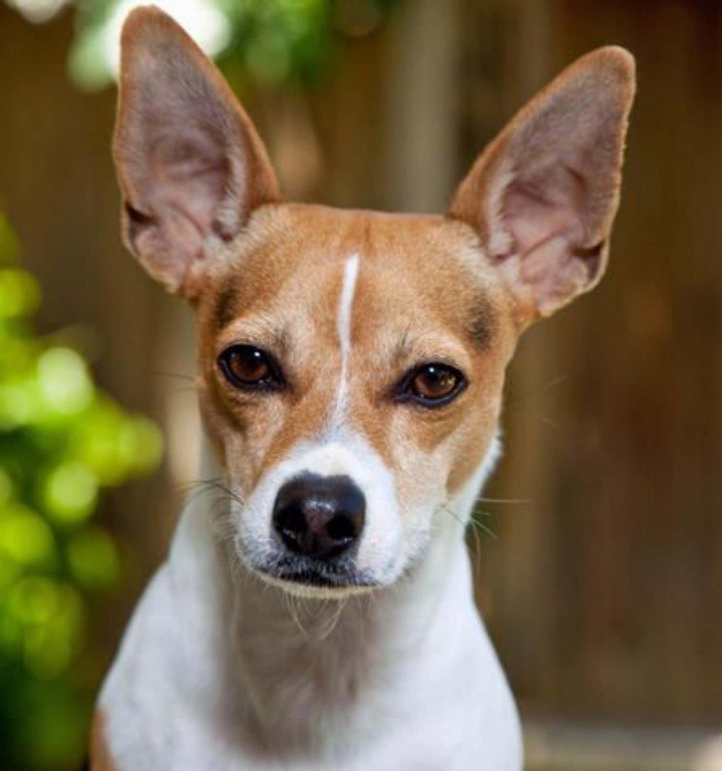 Rat Terrier Vs Boston Terrier Breed Comparison Mydogbreeds