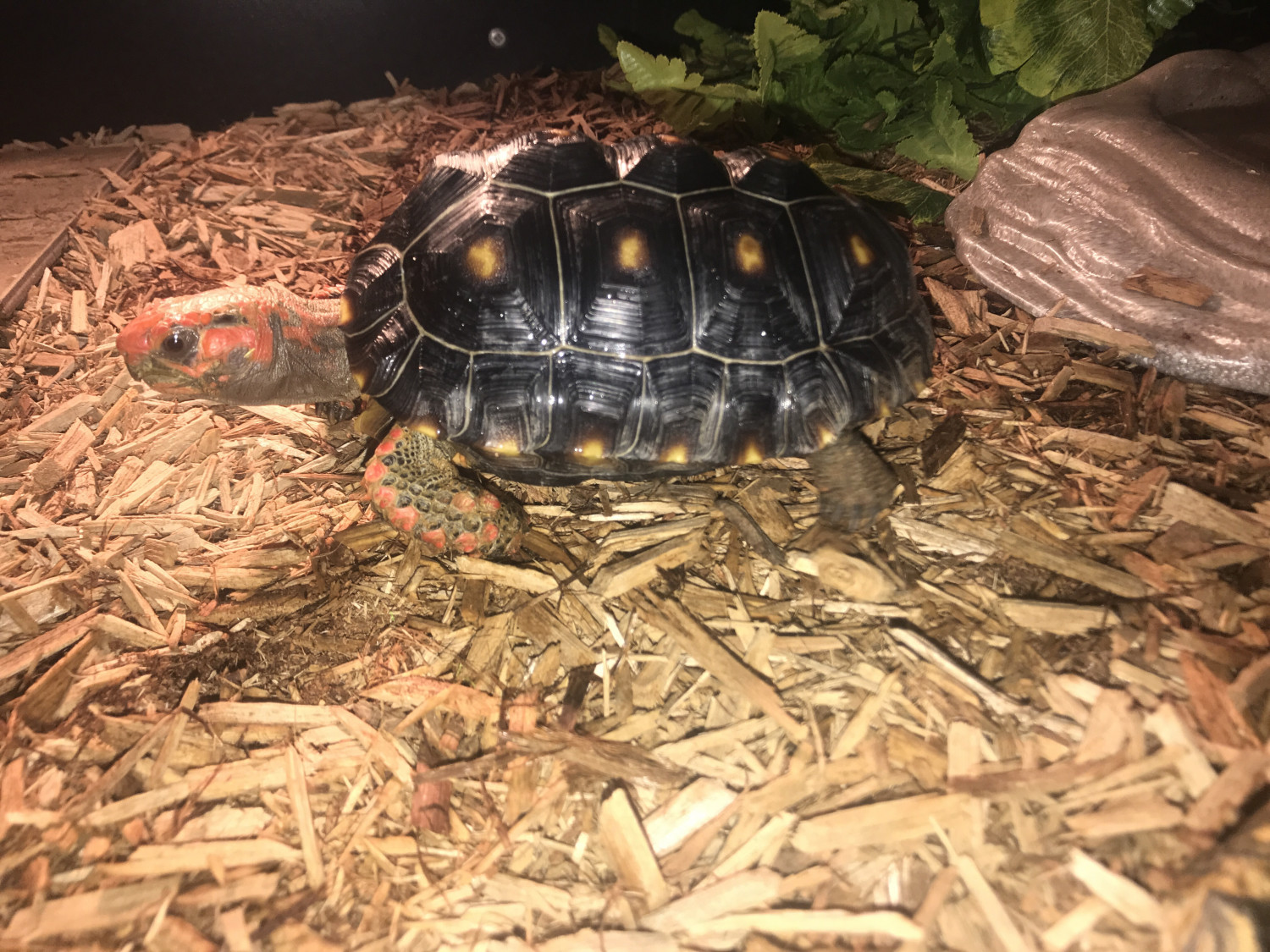 Red Footed Tortoise Reptiles For Sale Duluth Ga 299085