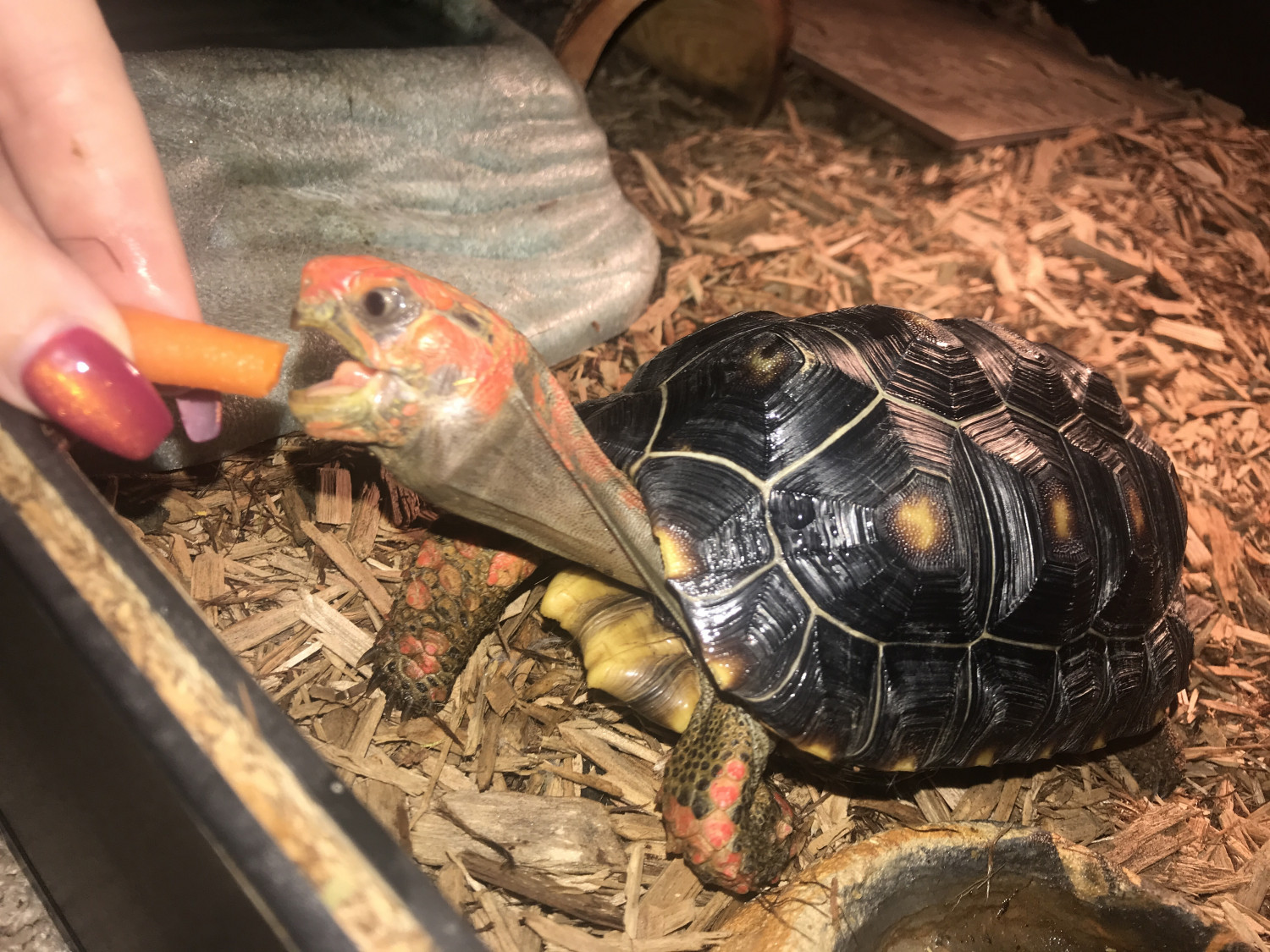 Red Footed Tortoise Reptiles For Sale Duluth Ga 299085