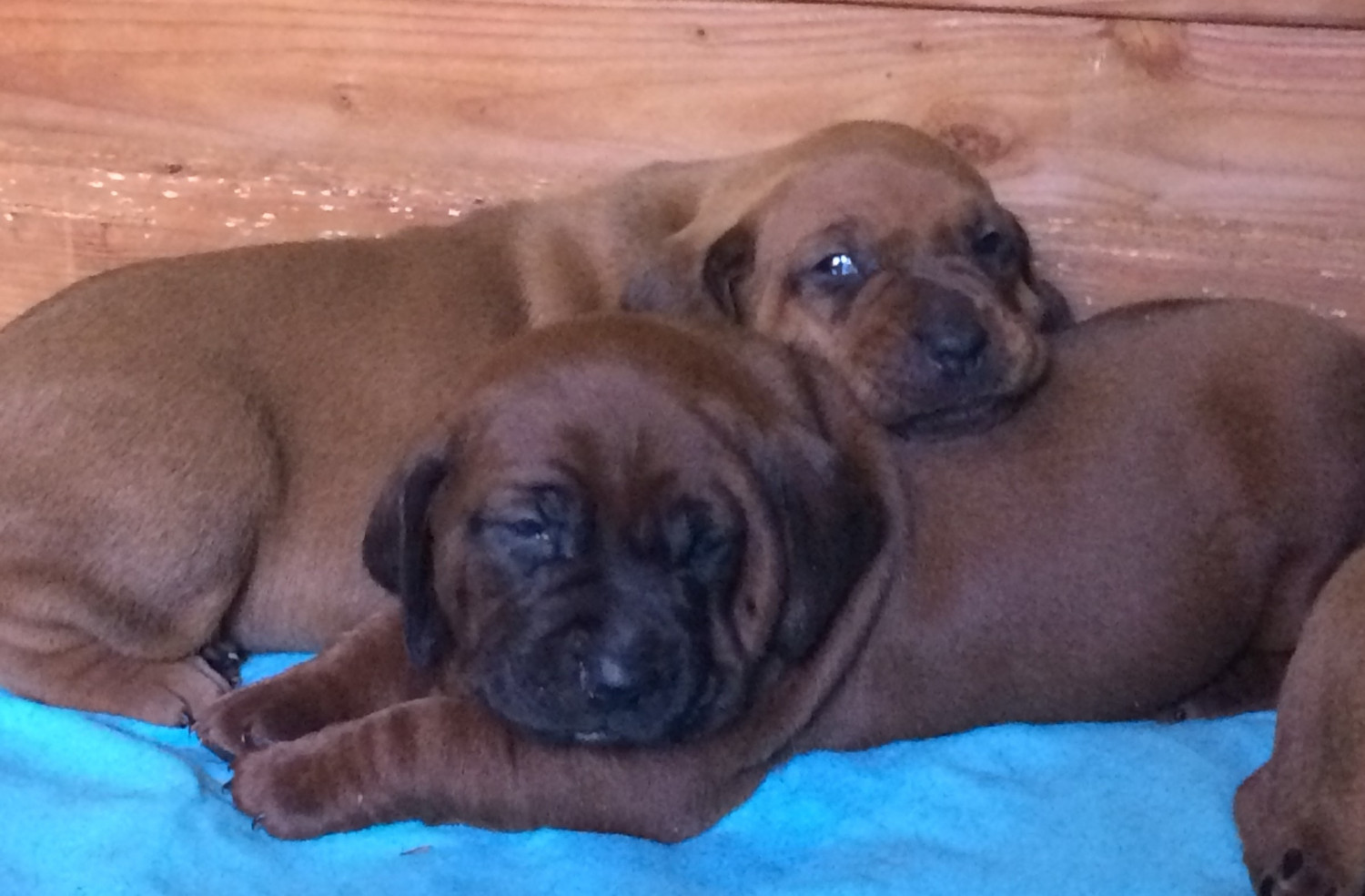Redbone Coonhound Puppies For Sale | Ojai, CA #278007