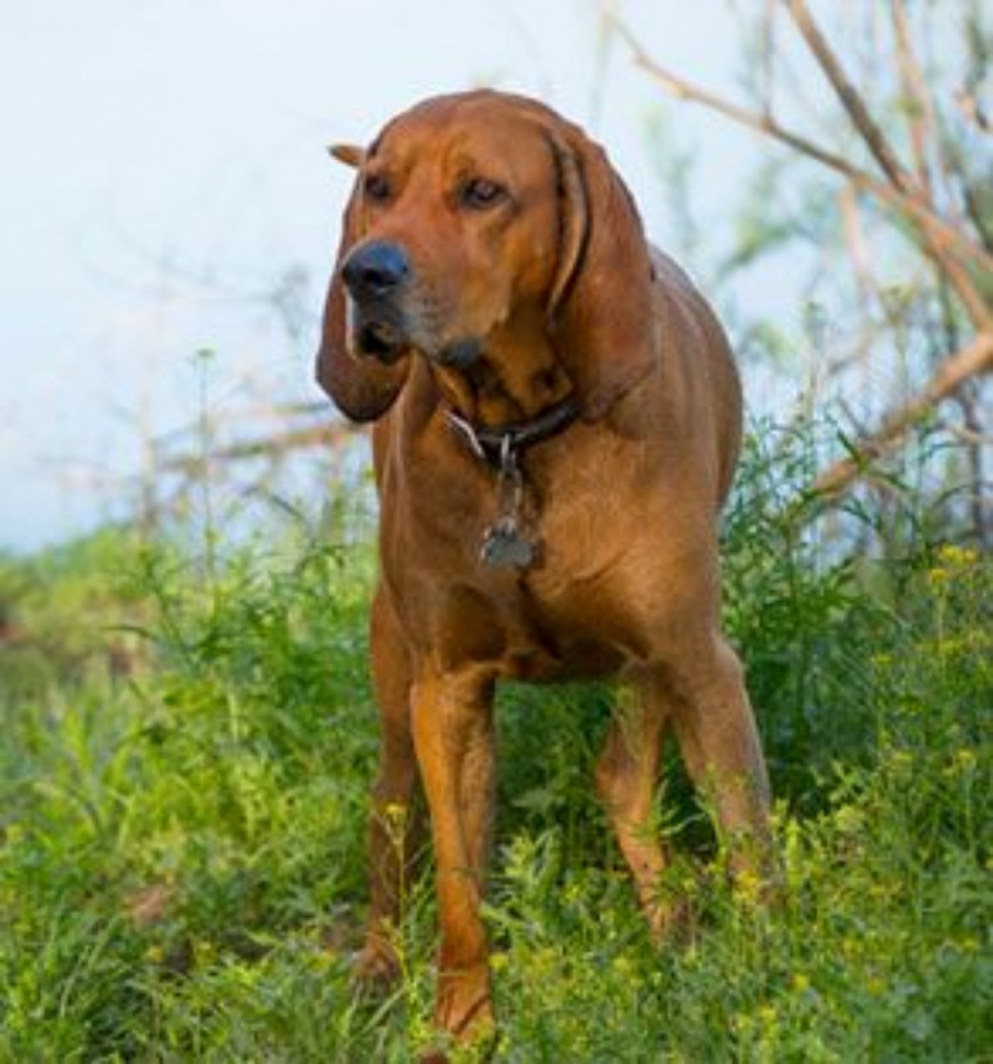 The Redbone Coonhound has always had a busy life hunting bear, deer and cou...
